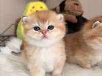 Golden British Shorthair