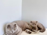 Scottish Fold Lilac Yavrumuza Yuva Arıyoruz