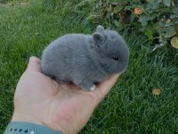 Netherland Dwarf Hollanda Blue Cüce Tavşanlar