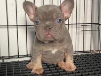 Lilac Tan Dişi French Bulldog