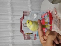 Yavru Lutino Muhabbet Kuşu
