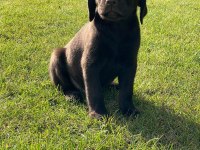 Kahve tüyleri iri patileriyle gerçek Labrador Retriever