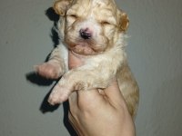 Dişi ve erkek 20 günlük rezerve açık bebiş maltipoo köpekler