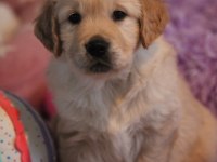 Iyisi değil en iyisi golden kapıda ödeme mevcuttur
