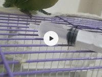 El beslemesi cennet papağanı