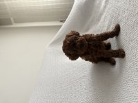 Erkek Dark Redbrown Kore Poodle Yavrular