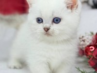 British Shorthair Beyaz Yavru Kedimiz Safkan