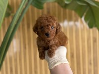 Toy Poodle Bebekler Referans Yavru