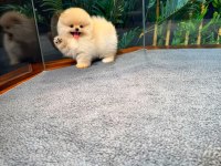 Safkan Teddy Bear Kore Pomeranian Yavrularımız