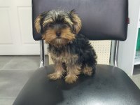 3.5 aylık dişi yorkshire terrier