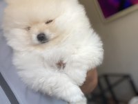 Sağlık Ve Irk Garantili Pomeranian