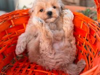 MALTİPOO ERKEK