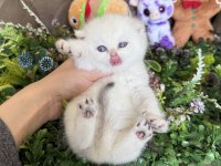 Yüksek kalite tombiş british shorthair