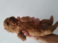 Toy poodle kore mini boy