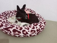 Eğitimli oyuncul pinscher