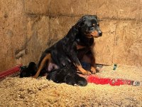 A kalite rottweiler yavrularımız yeni yuvasını bekliyor