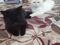 SCOTTİSH FOLD KEDİMİZİ ÇİFLEŞTİRME