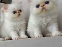 SIFIR BURUN KALICI MAVİ GÖZ İRAN KEDİSİ