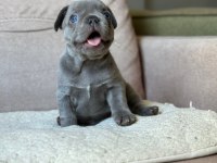 SOLİD LİLAC MAVİ GÖZ ERKEK FRENCH BULLDOG YAVRUMUZ İZMİR