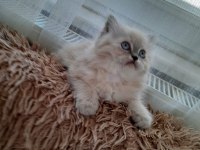 2,5 aylık yavru chinchilla kediler