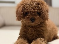 Orjinal ırk garantili toy poodle ve kore poodle