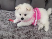 Kar beyaz pomeranian boo