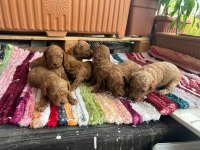 Toy Poodle kore kan