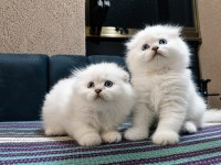 Safkan British Blue Point Yavru Kediler