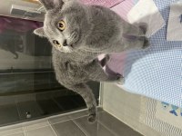 4 aylık british shorthair kedimiz çok akıllı ve uysaldır