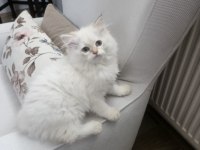 British shorthair ve british longhair erkek ve dişi