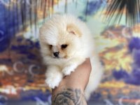 Irk ve sağlık garantili pomeranian