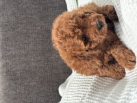 0 NO TOY POODLE YAVRUMUZ