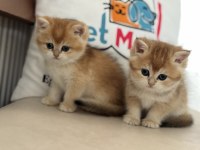 Ankarada ziyarete açık golden british shorthair