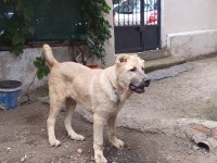 Kangal yavrusu