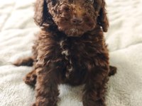 ÇIKOLATALI TOY POODLE BEBEKLER
