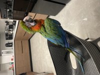 Hybrid macaw 5 aylık el besleme