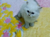 Safkan minik kediler