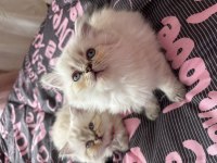Biblo british longhair yavrular