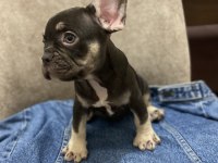 French bulldog bebekler