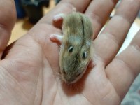 DWARF YAVRU ÖZEL BAKIM HAMSTER