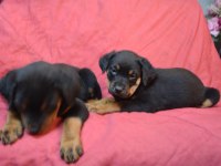 A Klass Rottweiler Yavruları