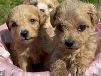 Morkie yavrular