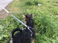 Eğitimli yorkshire terrier