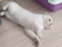 1 yaşında dişi british shorthair