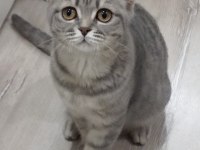 Tertemiz ev kedisi