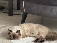 BABA İRAN ANNE HİMALAYAN CİNSİ DİŞİ KEDİMİZ