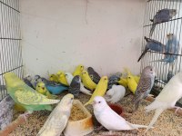 Bebek Yavrular Ele Alışkın Isırmaz Çek Muhabbet Kuşlar