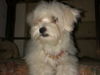 İki yaşında yetişkin erkek maltese terrier