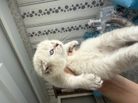 Açıklamayı oku scottish fold