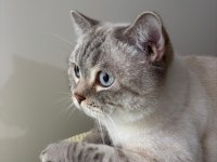 Çok tatlı ve uysal British Longhair